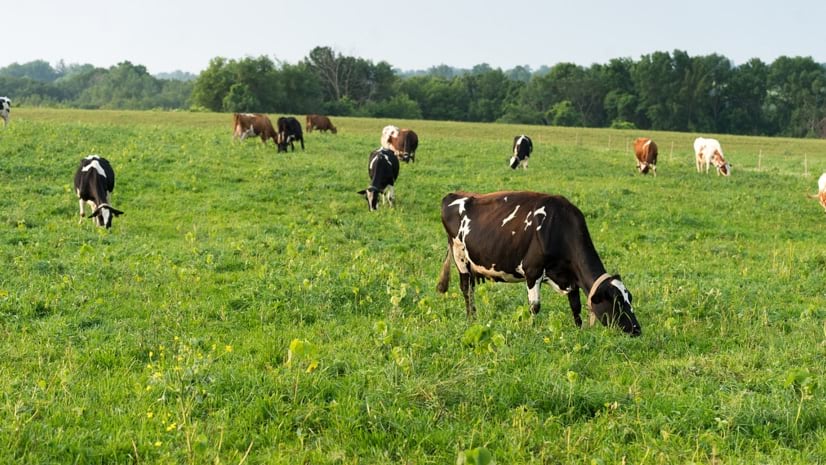 GIS and Remote Sensing Technology for improved pasture management