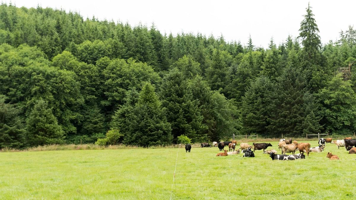 cows grazing in paddock