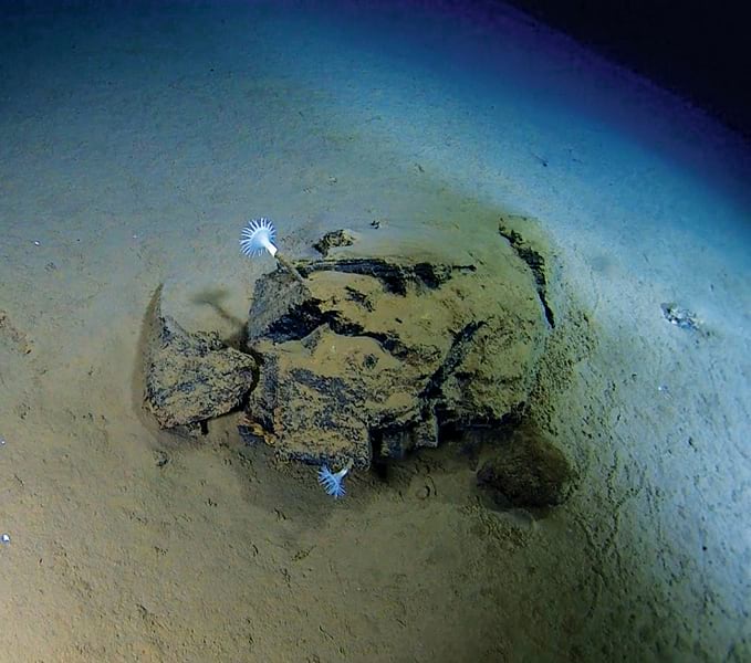 A rock on the ocean floor with two blue and white sea anemones protruding from its crevices