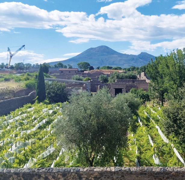 The site of the Insula 14 archaeological dig, with vineyards in the foreground and Vesuvius in the background