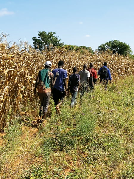 A group of people walking along the edge of a cornfield
