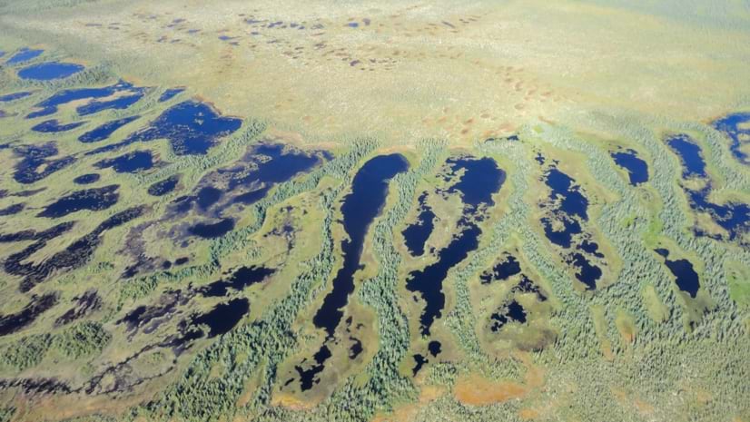 Photo of peatlands in Hudson Bay Lowland by Lorna Harris