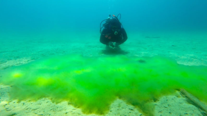 Research diver next to metaphyton algae