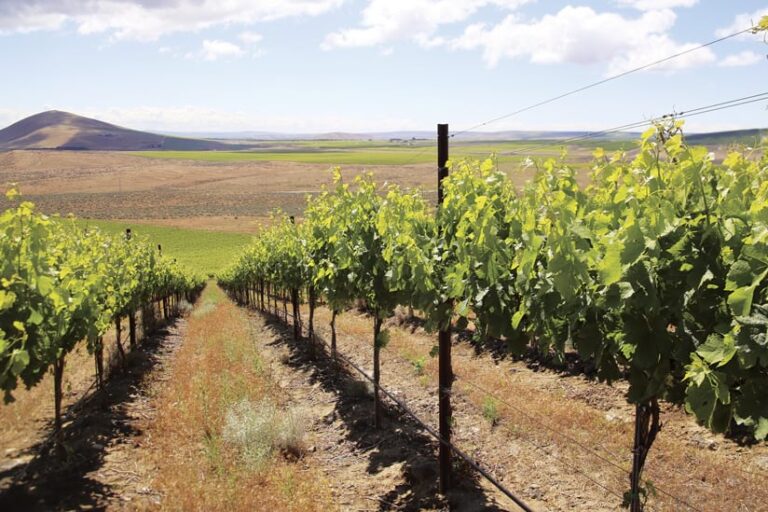 Vineyards on a sloping, sandy hill