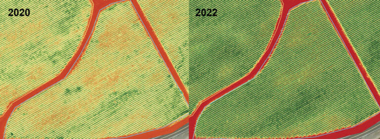 Two enhanced images of the same area of vineyard that show, on the left, yellow-orange areas in 2020 and, on the right, all areas the same uniform green color in 2022 Two enhanced images of the same area of vineyard that show, on the left, yellow-orange areas in 2020 and, on the right, all areas the same uniform green color in 2022