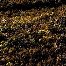 plant species on a hillside