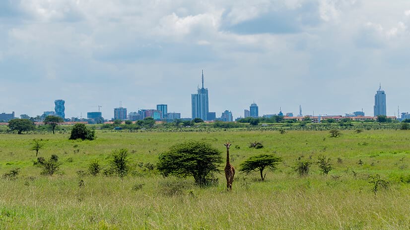 A giraffe on grassland outside a city