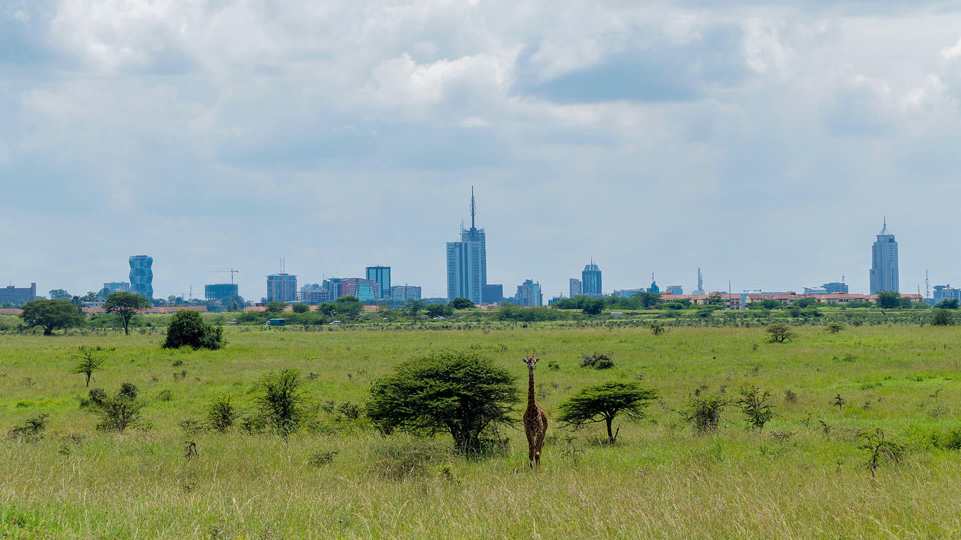 Grassland outside a city symbolizes urbanization and shifting African demographics