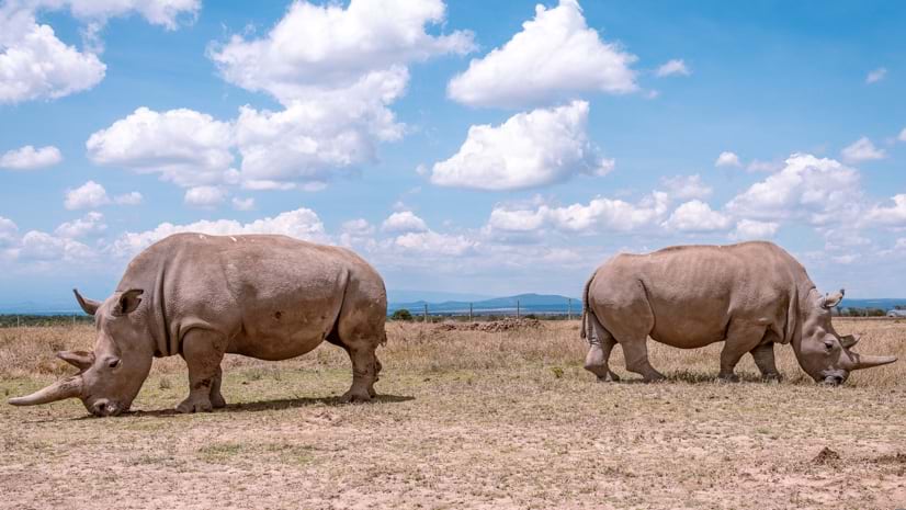 Preparing for A Rhino Rescue Mission