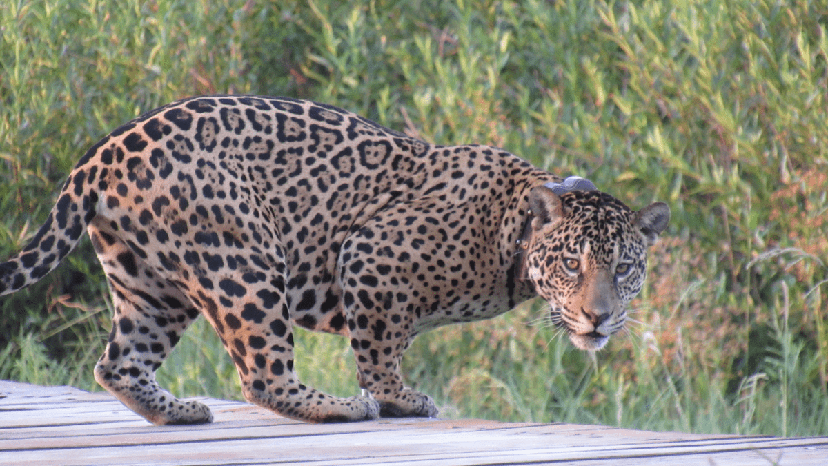 Jaguars, a keystone species, are reintroduced to the Iberá wetlands