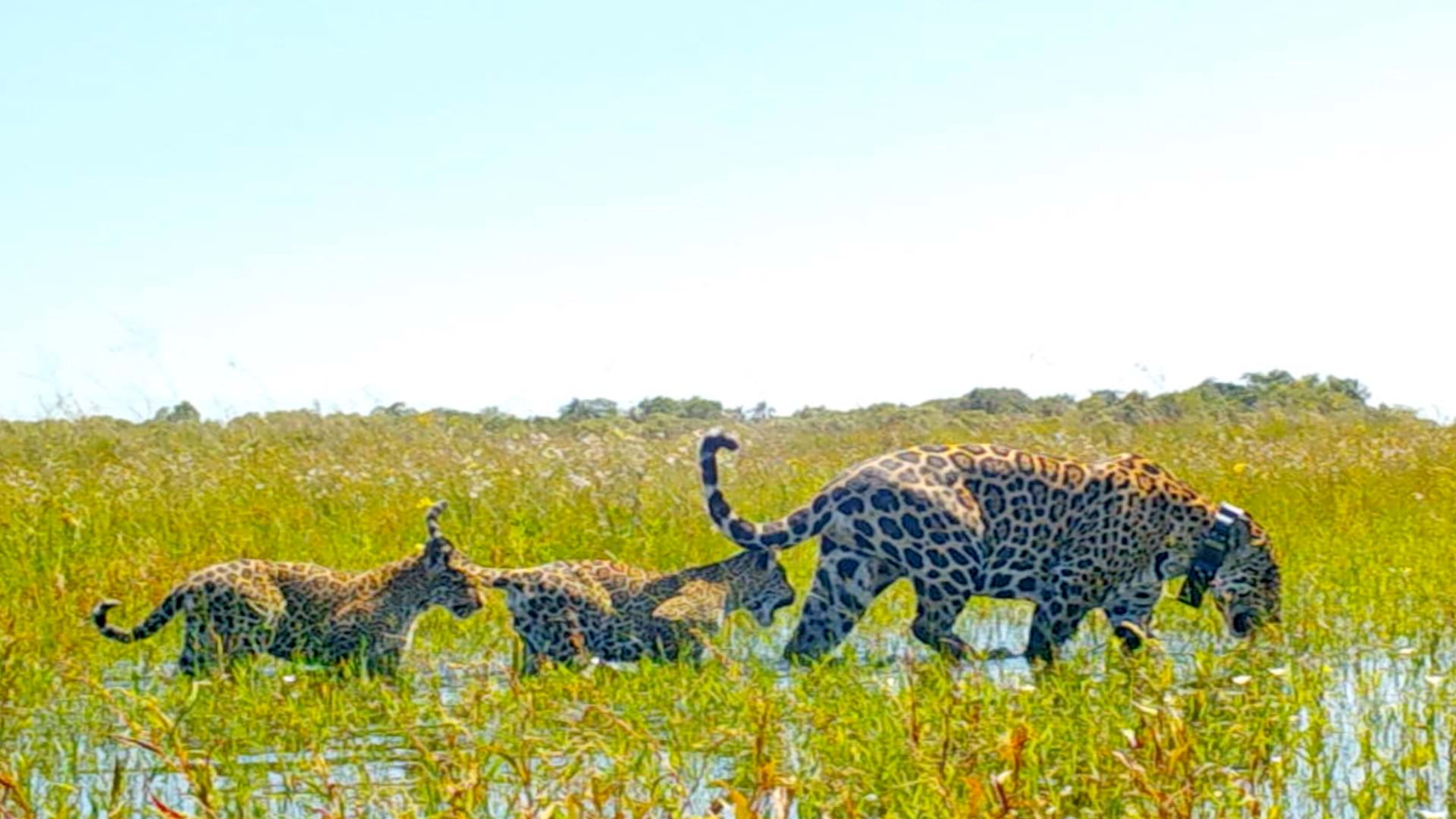Jaguar image courtesy of Rewilding Argentina