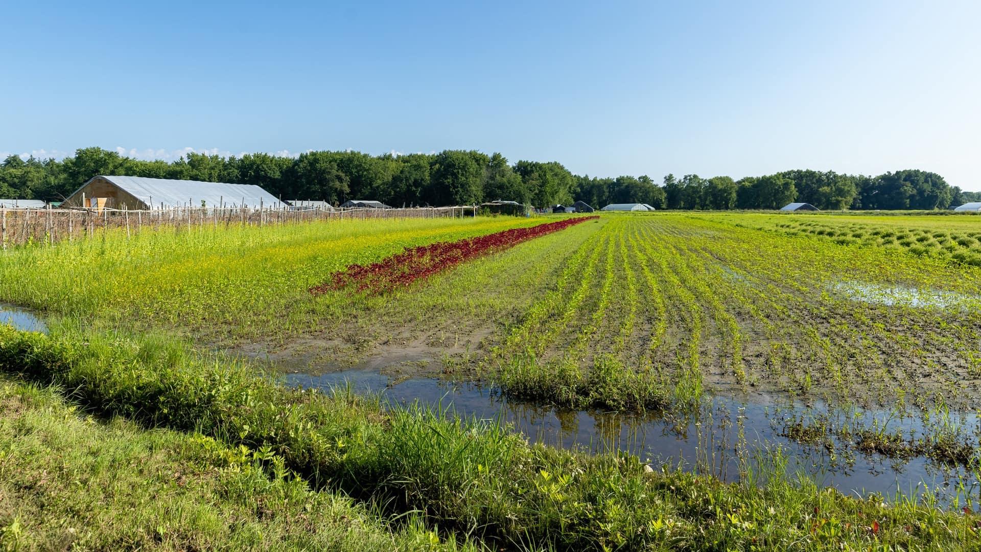 Photo of flooded farm field in rural Massachusetts