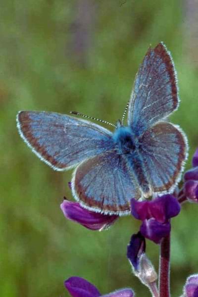 A blue butterfly viewed from above, with wings outstretched.