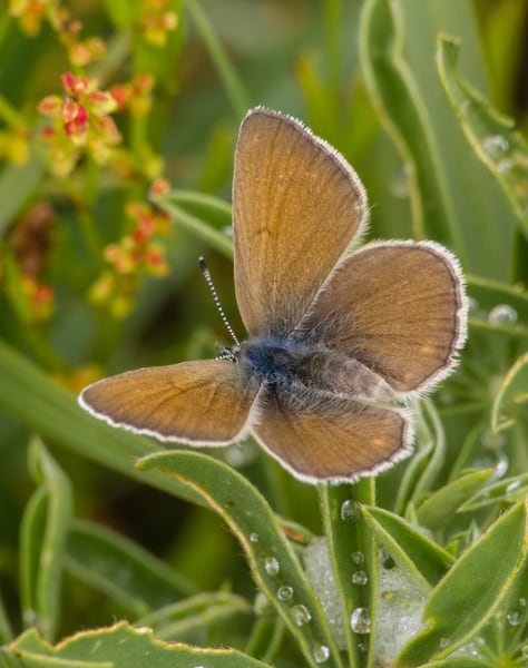 A yellow-brown butterfly viewed from above, with brown-tipped wings outstretched.