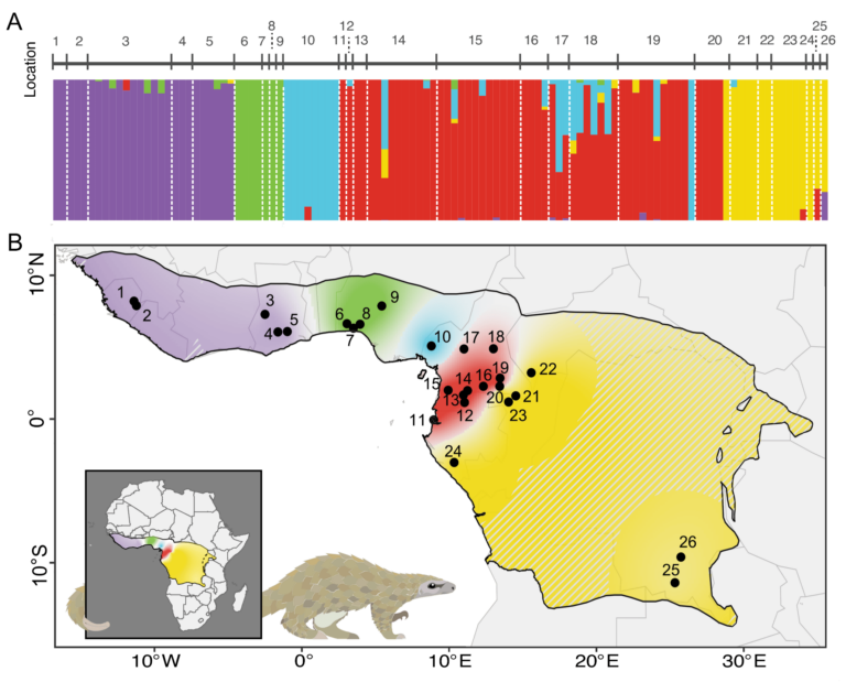 The map of genomic data shows the location of distinct population clusters of white-bellied pangolin