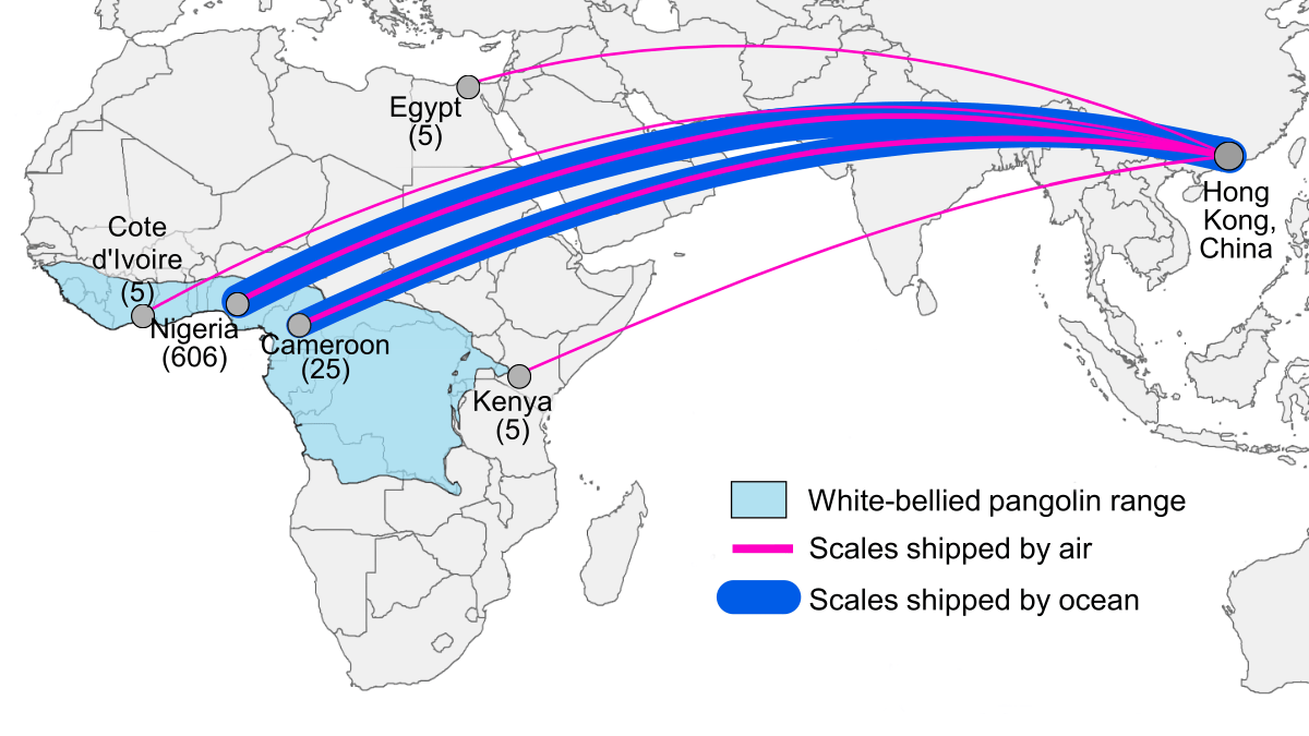 A map of the routes taken by the confiscated pangolin scales