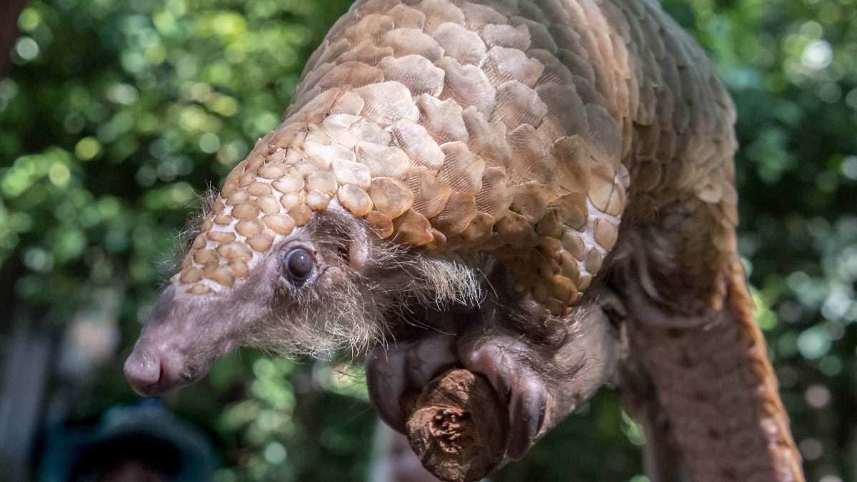 A pangolin photo from the US Fish and Wildlife Service