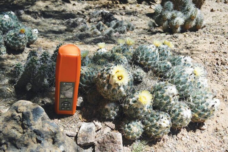 A GNSS device placed next to a flowering cactus