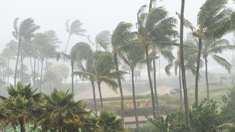 Insurers must price risks like this wind event, which is buffetting palm trees