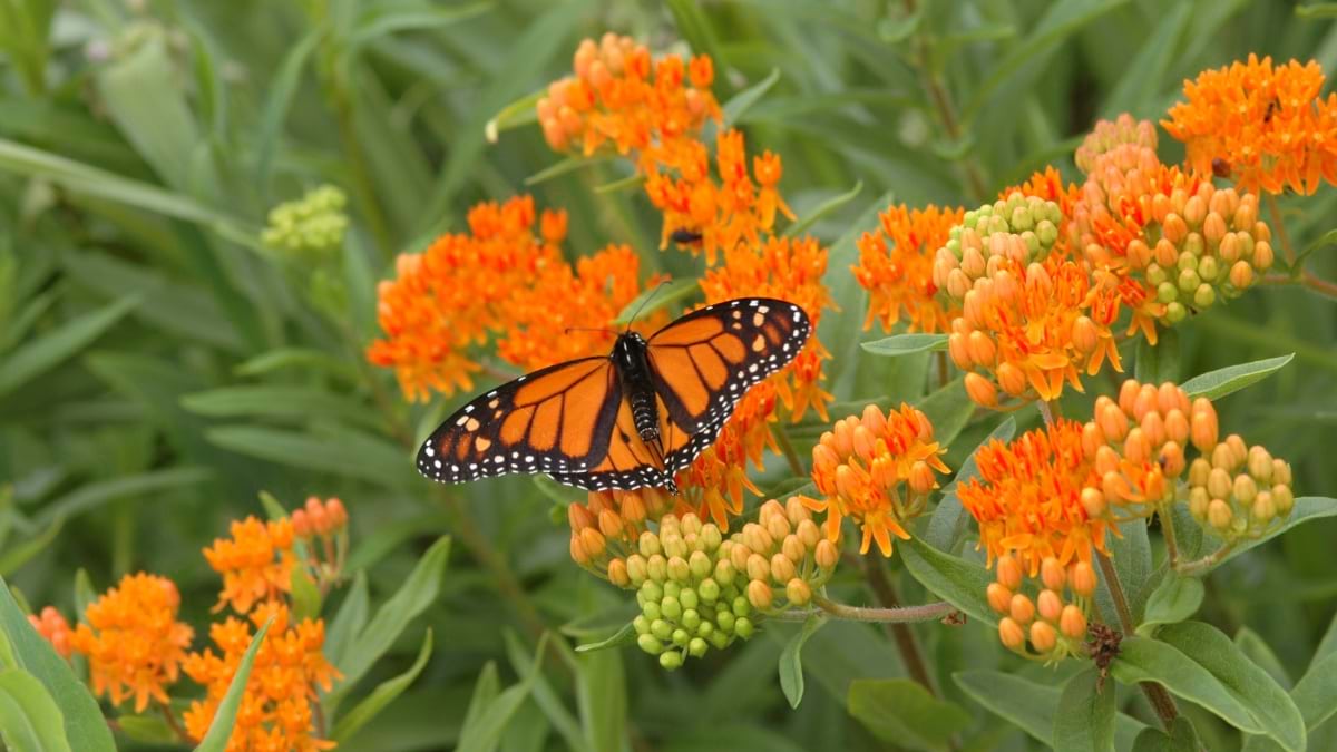 flowering milkweed with a monarch butterfly