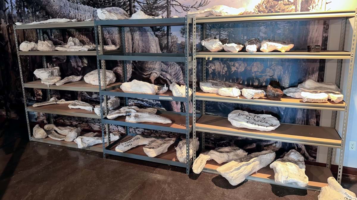 Shelved fossil bones