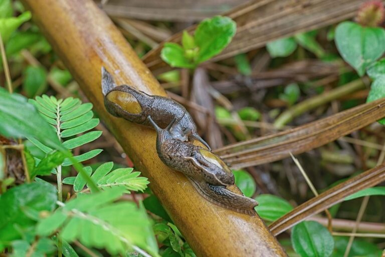Two slugs on a branch Two slugs on a branch