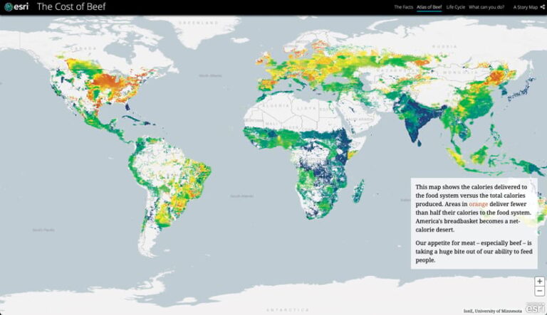 A world map illustrates the ratio of calories from beef production that reach the food system. Orange areas highlight regions where less than half the calories produced are consumed. A world map illustrates the ratio of calories from beef production that reach the food system. Orange areas highlight regions where less than half the calories produced are consumed.