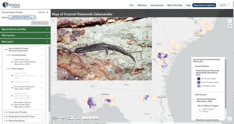 Screenshot of NatureServe’s Explorer Pro web app showing an image of a frosted flatwoods salamander and a map of the southeastern United States with purple shading indicating the salamander’s species occurrence range. Screenshot of NatureServe’s Explorer Pro web app showing an image of a frosted flatwoods salamander and a map of the southeastern United States with purple shading indicating the salamander’s species occurrence range.