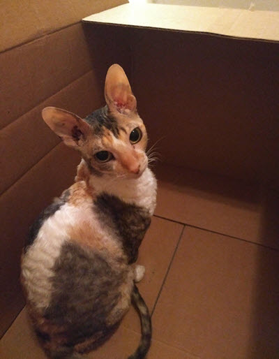 Small cat, big box 