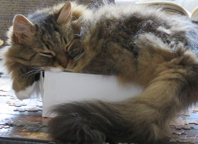 Cat in a box