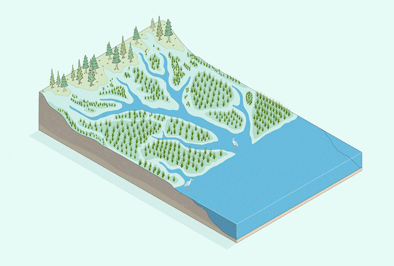 An animated illustration of natural marsh habitat