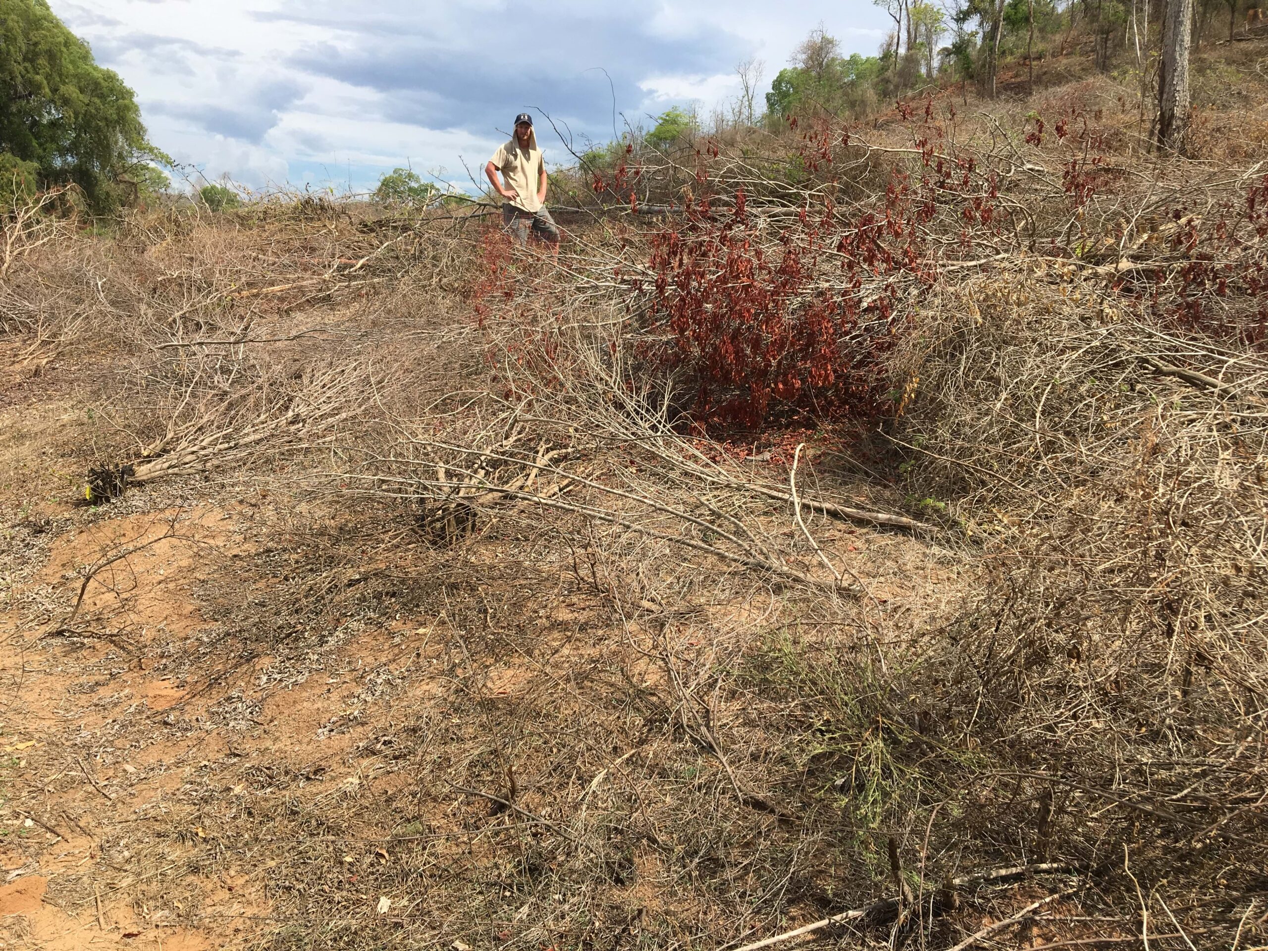 A person stands in a dry landscape after an agricultural slash and burn