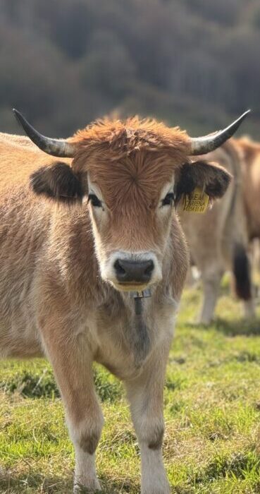 Fluffy cow near Refugio de la Tenerosa at Picos de Europa National Park