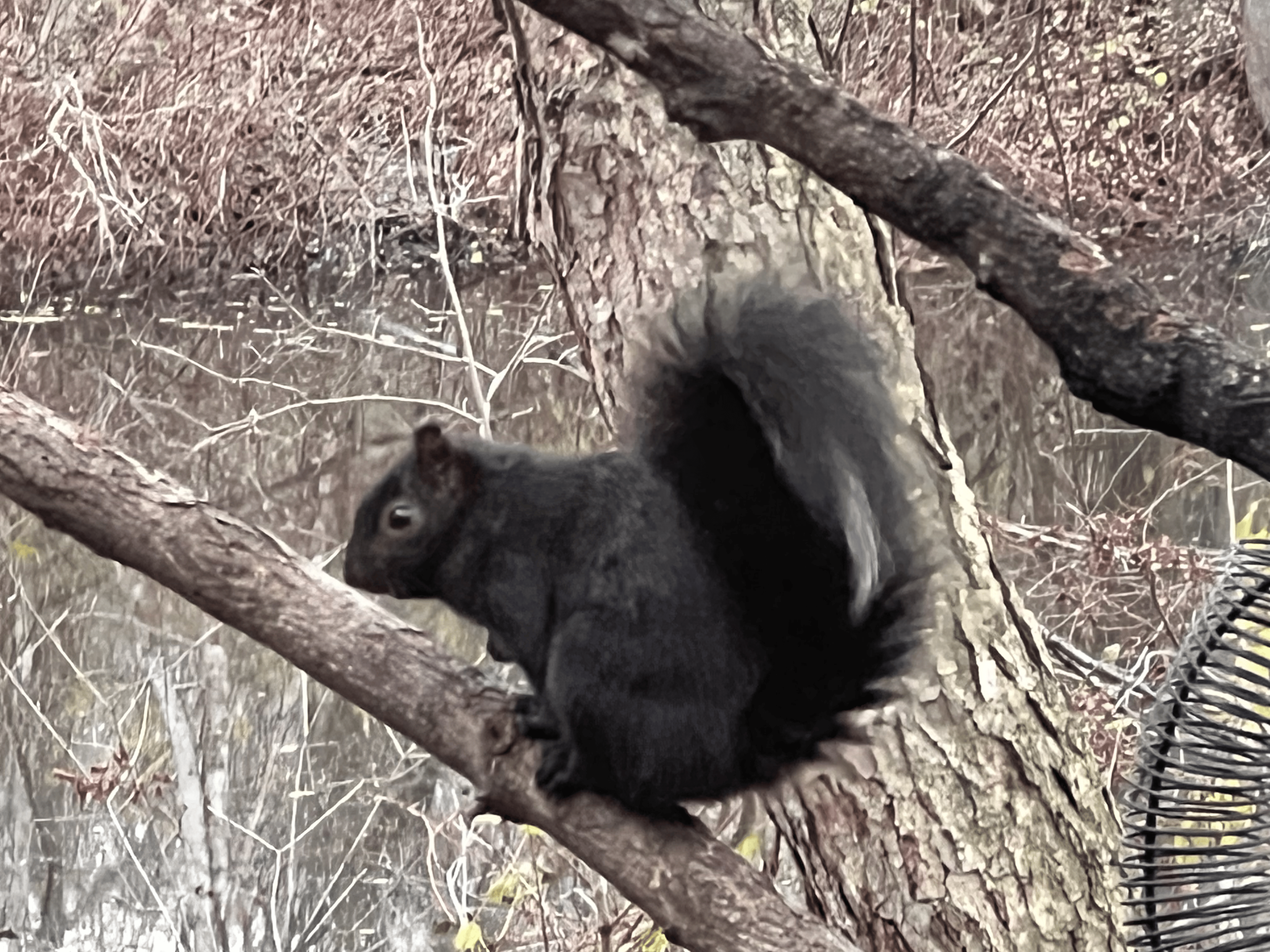 A black squirrel posed sitting on a branch.