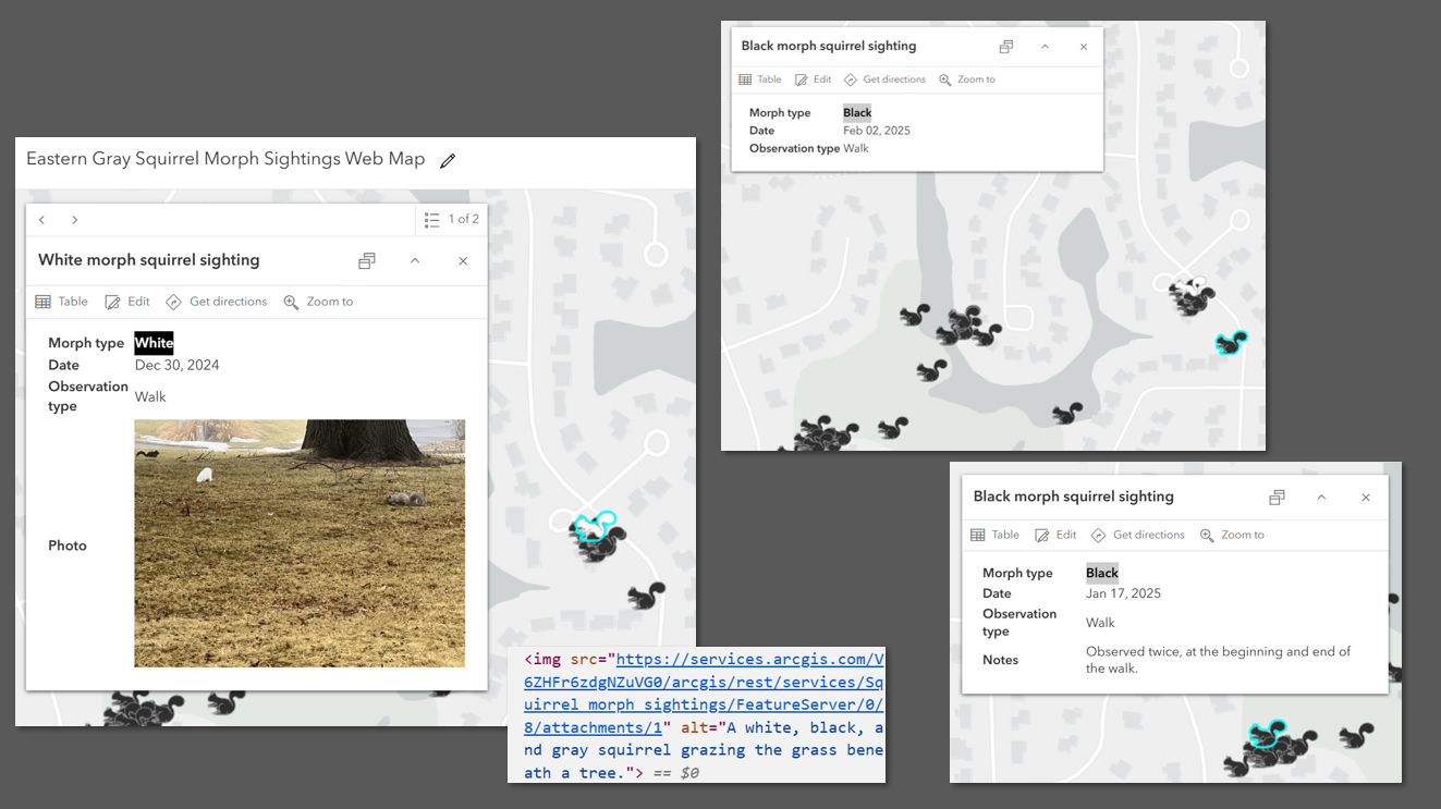 White and black squirrel morp popups displayed for data where a photo is displayed, where no notes are provided, and where notes but no photo are present depicting the different visual scenarios for different data collection.