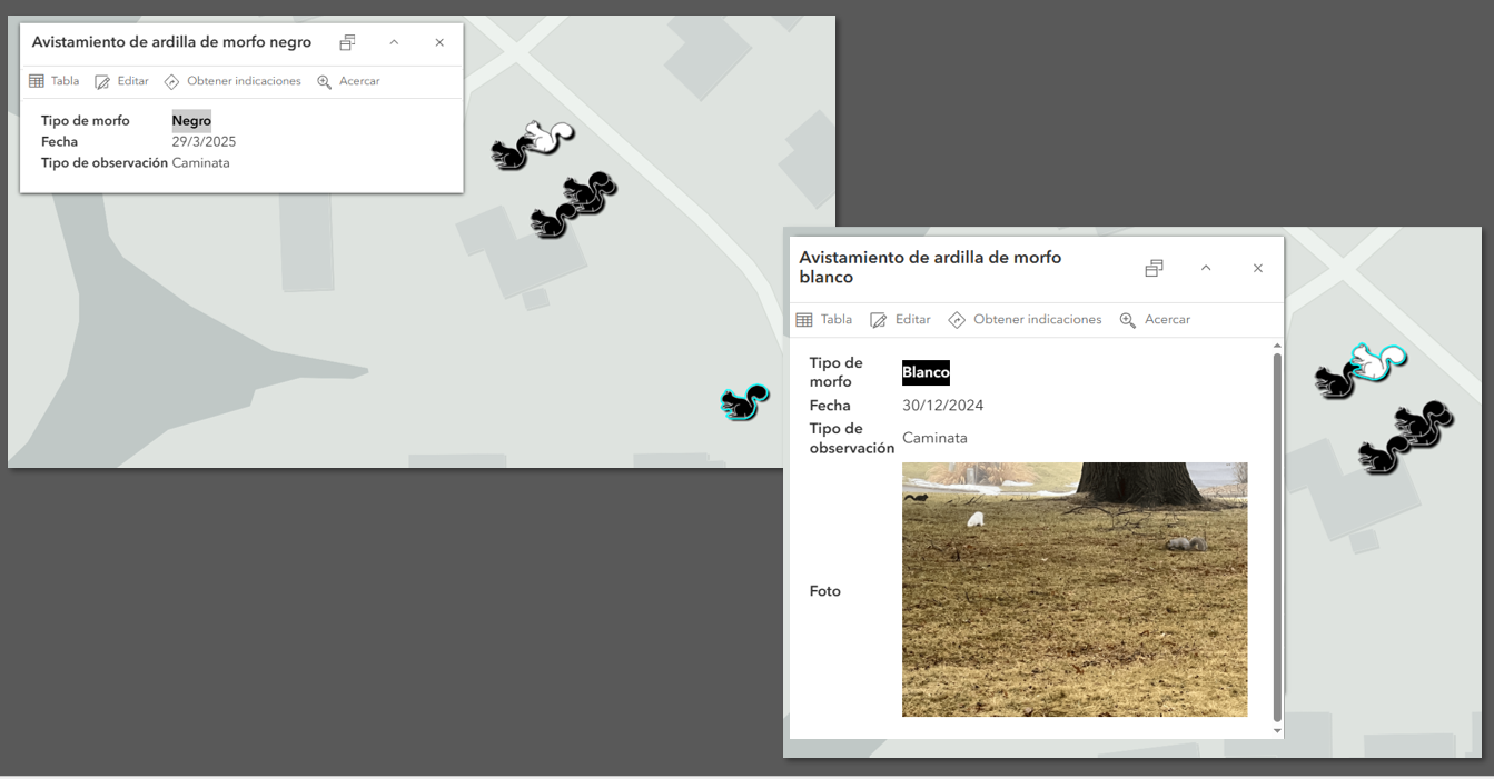 White and black squirrel morp popups for the Spanish locale displayed for data where a photo is displayed, and where no notes are provided depicting the different visual scenarios for different data collection.