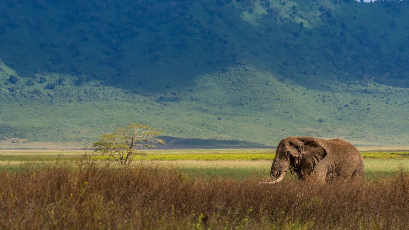 A lone elephant grazes in rust-colored grassland with a grassy hill behind