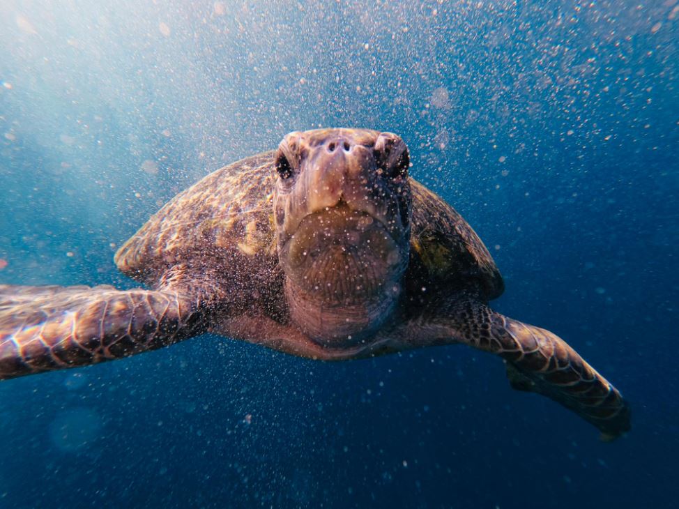 A close up of a sea turtle in blue water with white bubbles