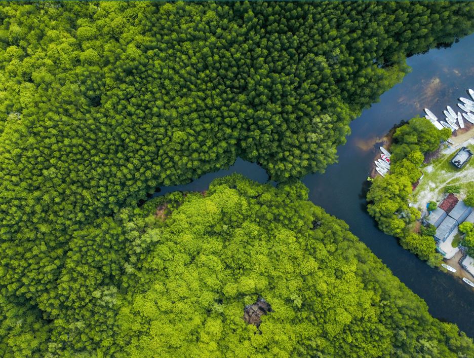 An aerial view of a mangrove forest with water running through it
