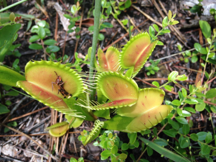 Venus Flytrap