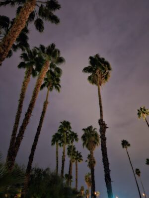 Image of palm trees with the night sky in the background.