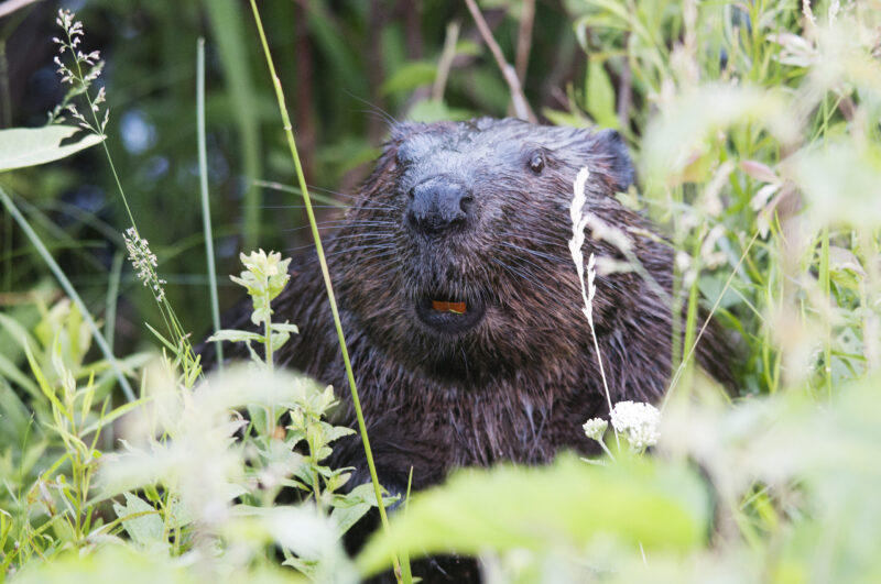 A surprised looking beaver peeks out from behind tall grass and plants