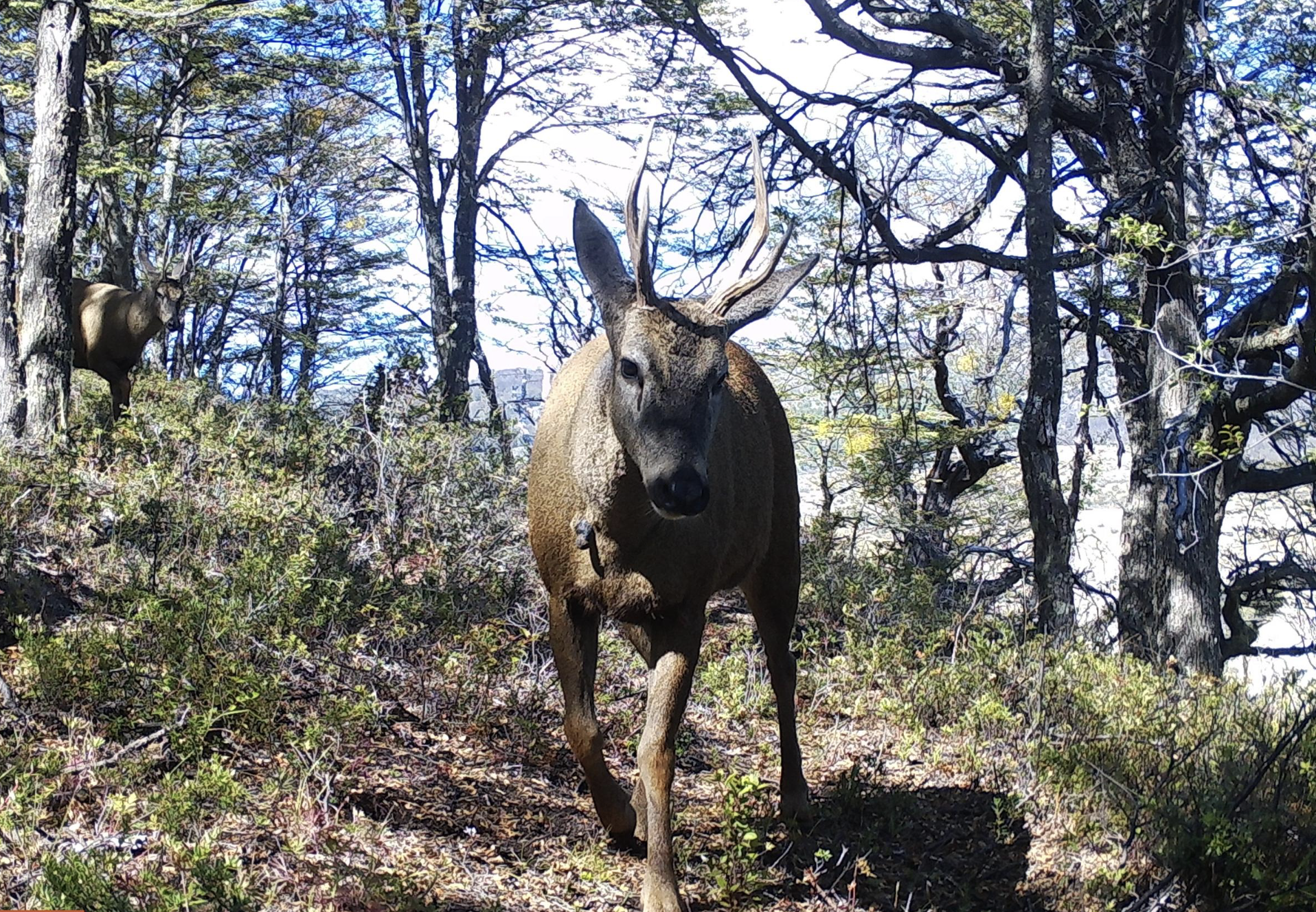 Huemul in a wooded area.