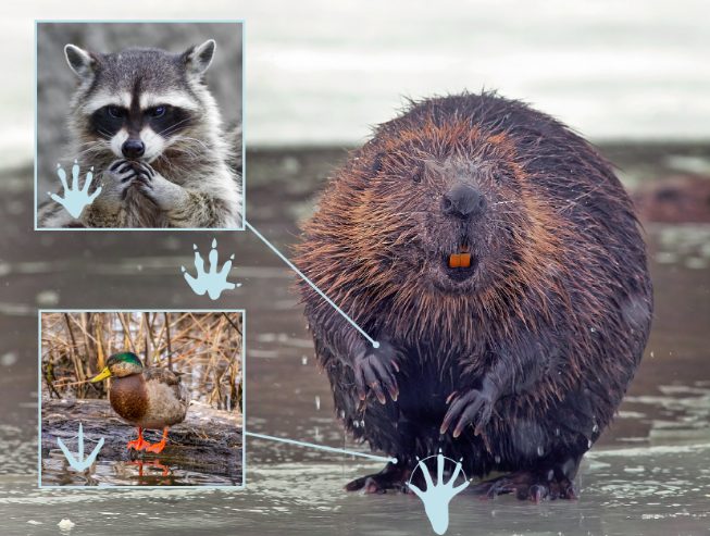 A screengrab from the story Meet the beaver shows leader lines from a beavers' front paws to a an inset of raccoon's paws and from the beavers back feet to an inset of a duck's feet.