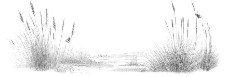 A black and white illustration of a sandy beach with tall grasses on each side