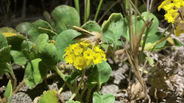 An animated image of a butterfly on yellow flowers