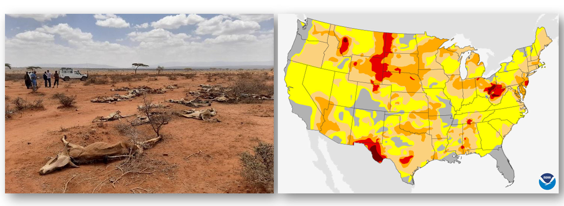 Left: Drought in Ethiopia has resulted in several livestock losses © European Union, 2022 (photographer: Silvya Bolliger) Right: In the fall of 2024, drought was present in every state except Alaska and Kentucky. NDMC Map by NOAA Climate.gov