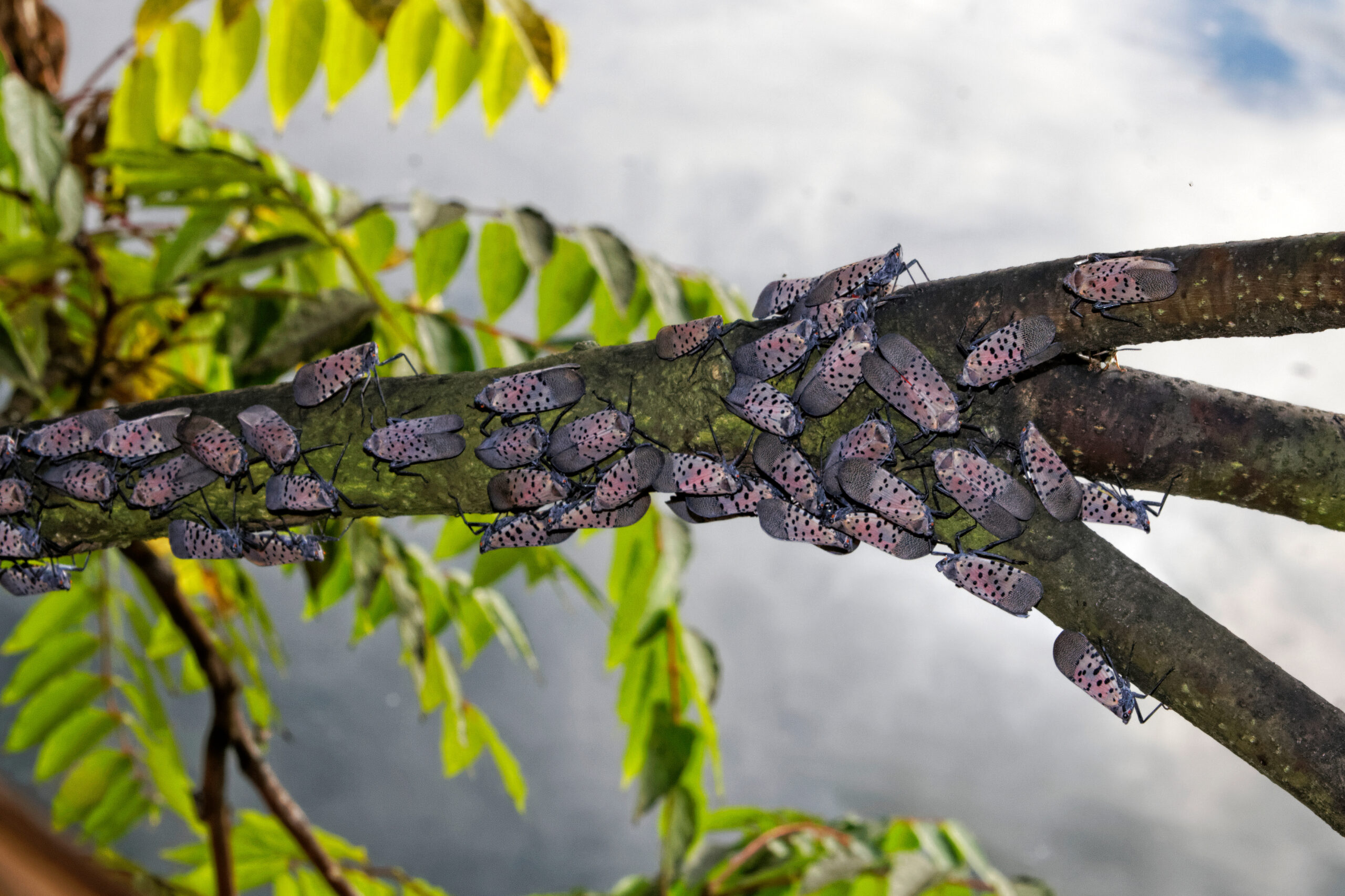 A cluster of Spotted Lanternflies on a Tree of Heaven branch in Montgomery County, PA.