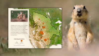 An ArcGIS StoryMaps cover shows a prairie dog, which is a tan mammal the size of a chihuahua, standing on its back legs and an inset of a map next to it.
