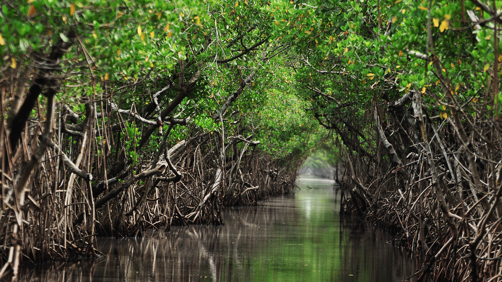 Mangrove forests are among the most vital and dynamic ecosystems on our planet.